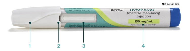 HYMPAVZI™ (marstacimab-hncq) prefilled pen laying horizontal, with sections labeled on pen 1, 2, 3, 4. Pen not actual size.